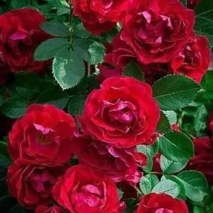 Meet your Posher, Marta